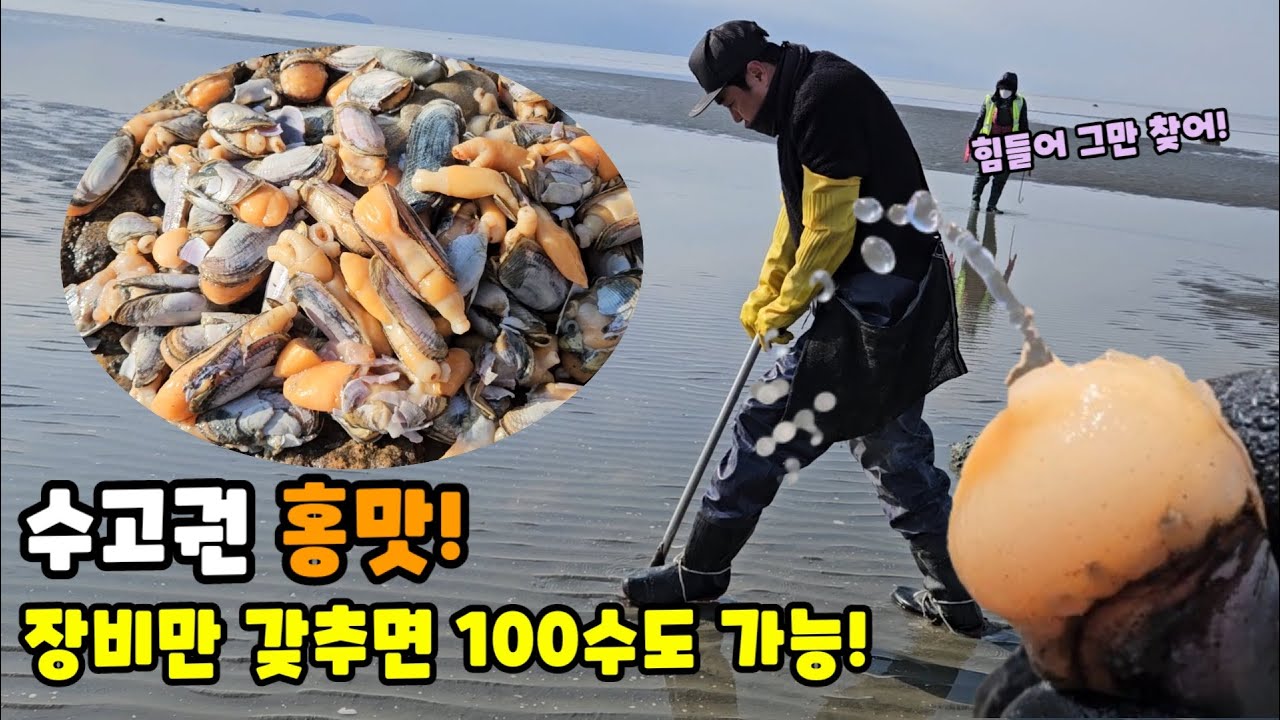 인천권! 홍색 방댕이가 매력적인 이쁜 조개가 있다?
