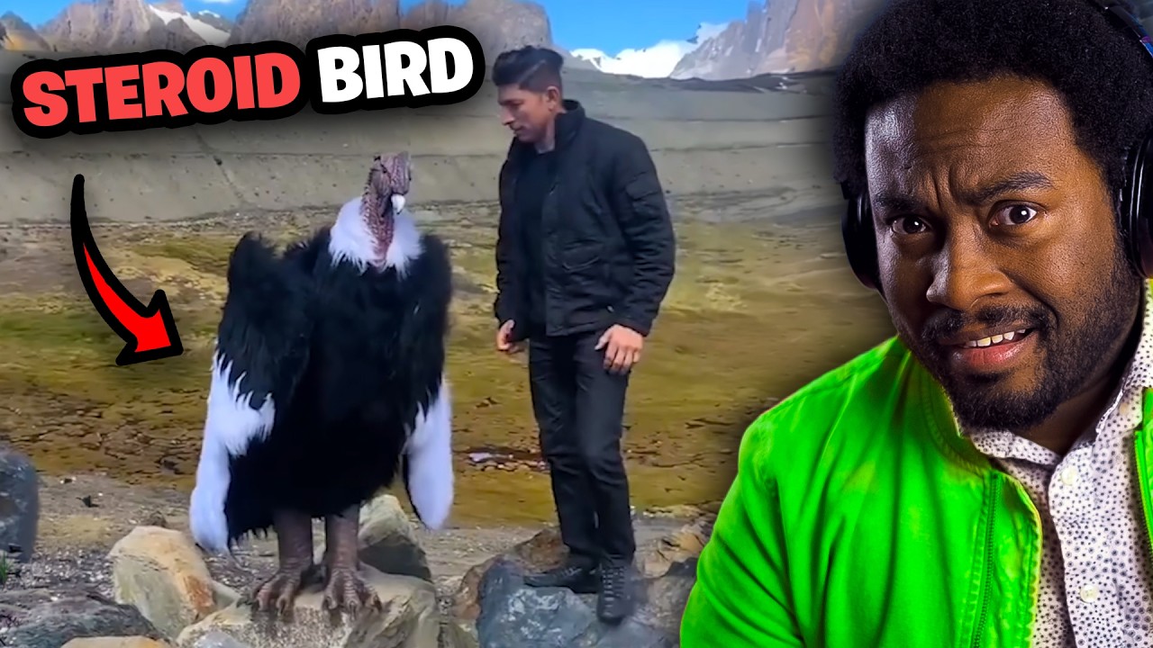 THERE ARE VULTURES ON STEROIDS ON OUR PLANET | Reacting to Casual Geographic