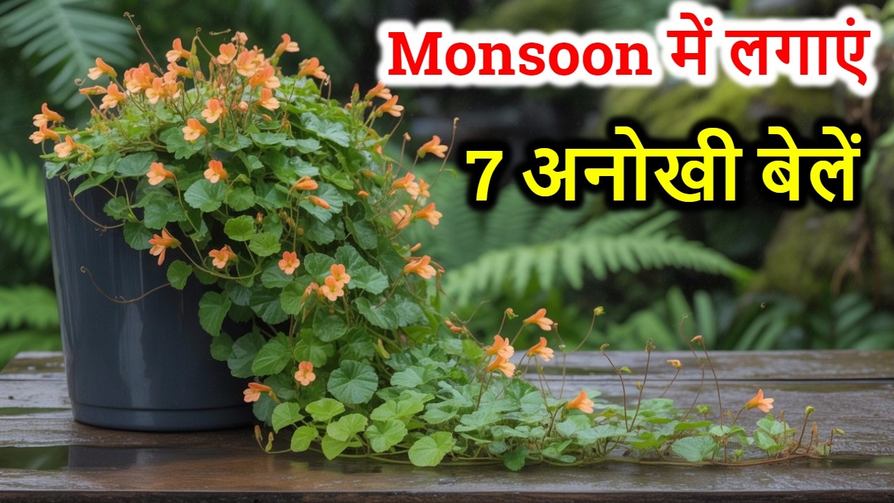 इन 7 बेलों को देख हर कोई पूछेगा – कहां से ली 😍 Monsoon Special 🌿