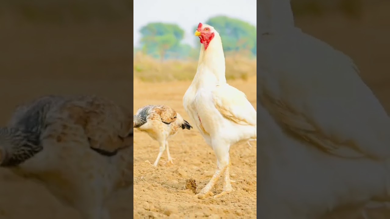 New Entry White Aseel Murga  #shorts #shortvideo #aseel #youtubeshorts #aseelmurga #whiteaseel