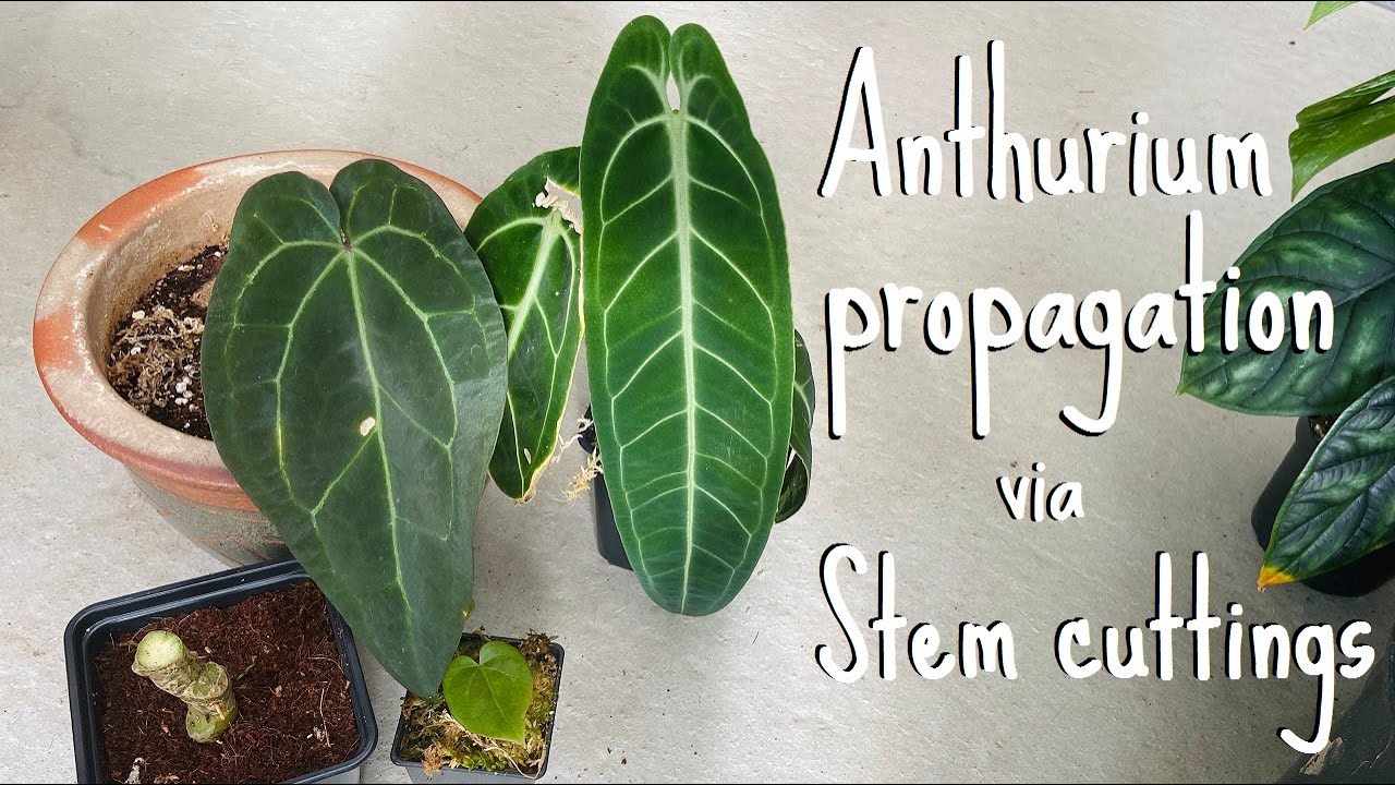 Anthurium propagation: Stem cuttings