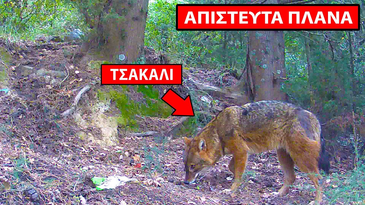 Απίστευτα Πλάνα από το Δάσος - Τσακάλια, Αγριογούρουνα, Τσίχλες