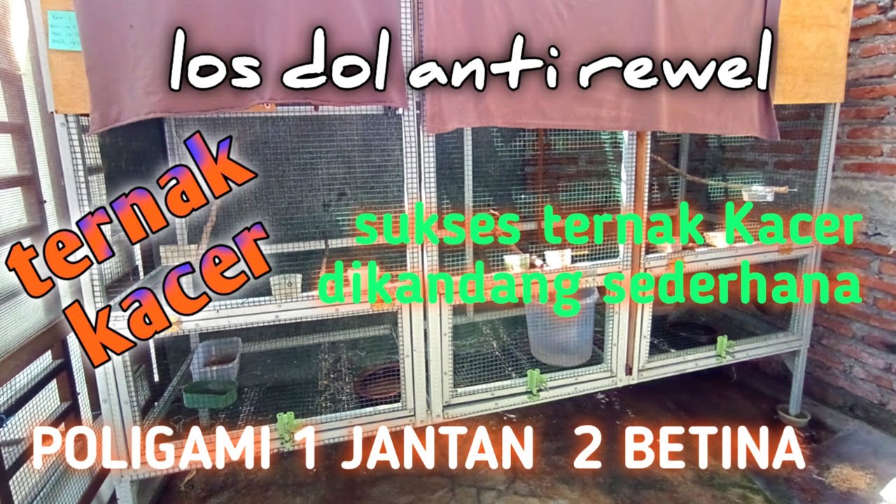 Ternak kacer dikandang minimalis poligami 1 jantan 2 betina