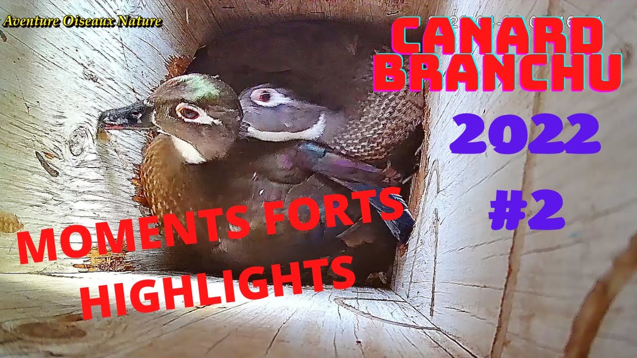 CANARD BRANCHU (Carolin) 2 FEMELLES VEULENT PONDRE DANS CE NICHOIR / MOMENTS FORTS / CRIS