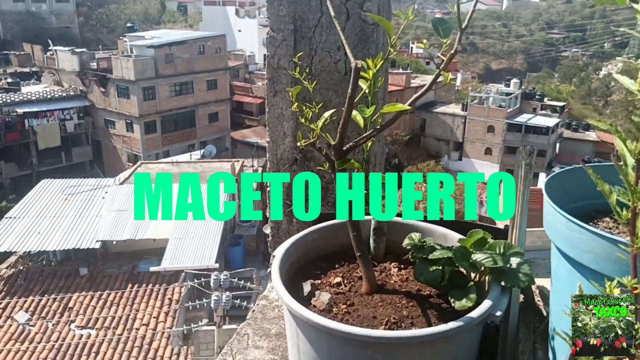 Árboles Frutales en Maceta - HUERTO DE TRASPATIO