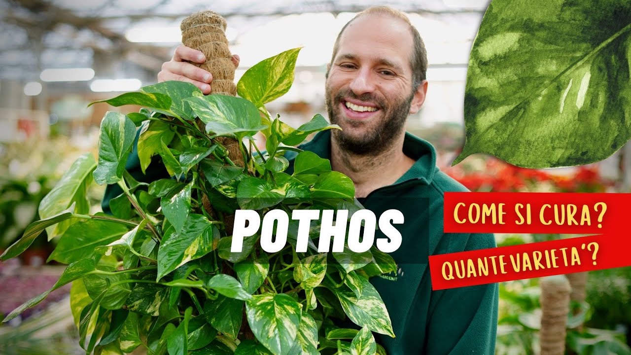 Come si cura il POTHOS e... Quante varietà di Potos esistono?