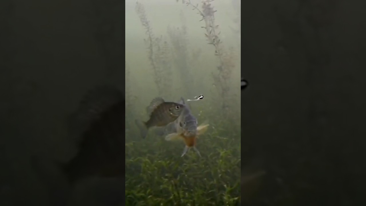Massive Pumpkinseed Blue Gill Hybrid #underwater #shorts