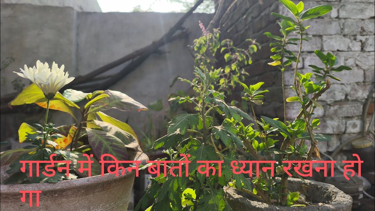 Kitchen garden mein is samay kin baton ka Dhyan rakhen🌿 5 Secret Tips for Heavy Harvest
