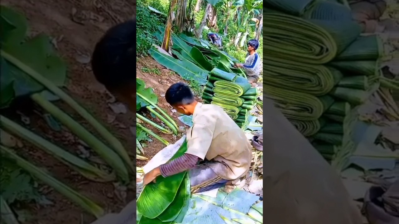 panen daun pisang #youtubeshorts