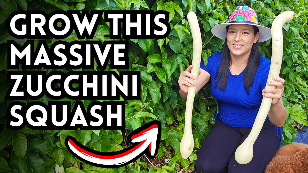 Grow AMAZING Tromboncino Rapicante Squash from Seed to Harvest - How To Grow Squash