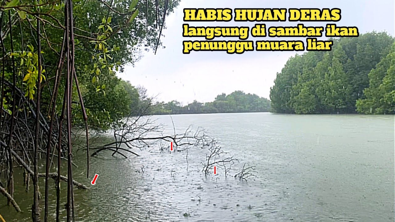 Habis hujan deras! Niat mancing kakap putih malah disambar ikan besar penunggu akar pohon bakau