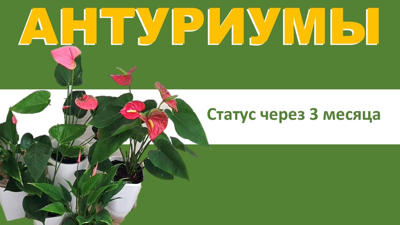 АНТУРИУМЫ в разных грунтах, статус через 3 месяца после пересадки