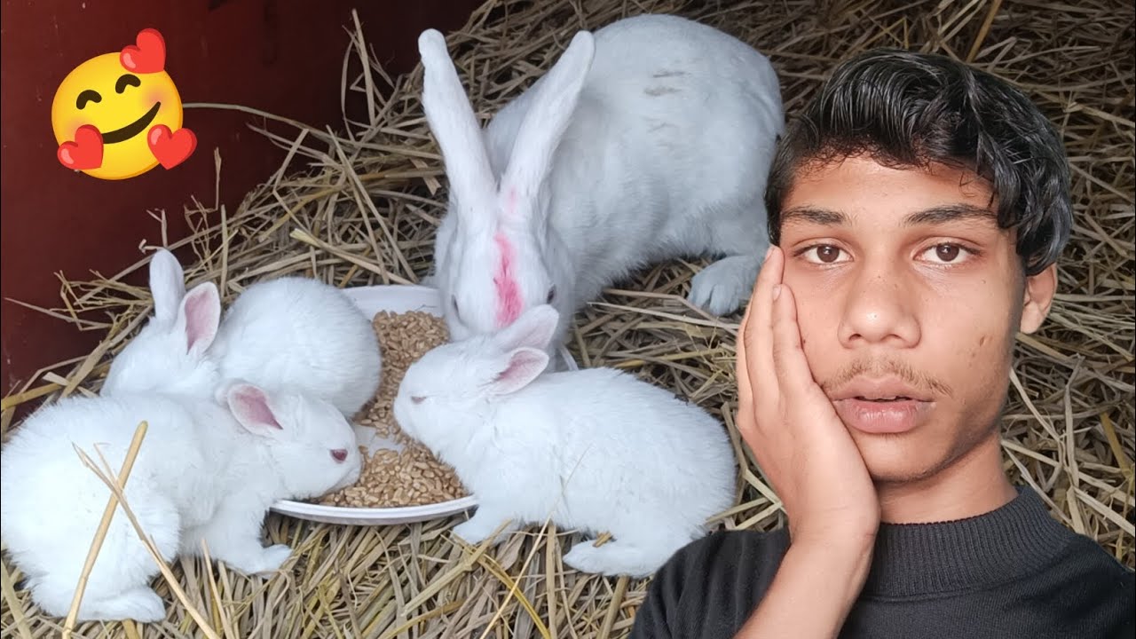 Rabbit Aur Waska Bacha Sath Mai Lay Liya 🥰