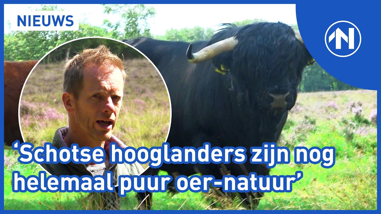 Schotse hooglanders zijn voor niets of voor niemand bang en willen alleen maar grazen