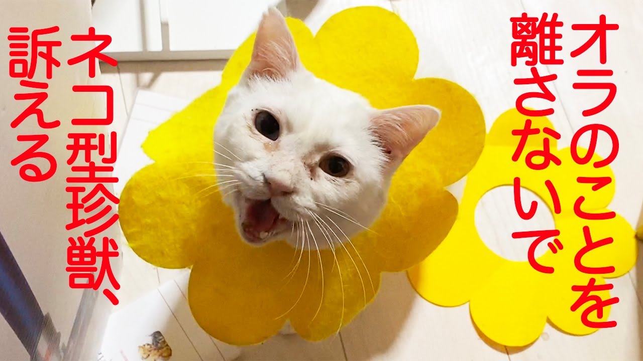 オッドアイのシニア子猫、熱すぎな出迎えをする The odd-eye cat said 'I missed you!'