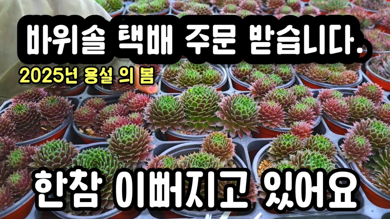 바위솔 택배 주문 판매 전원주택 정원에 심기좋은 식물 [여기를눌러 상세확인]