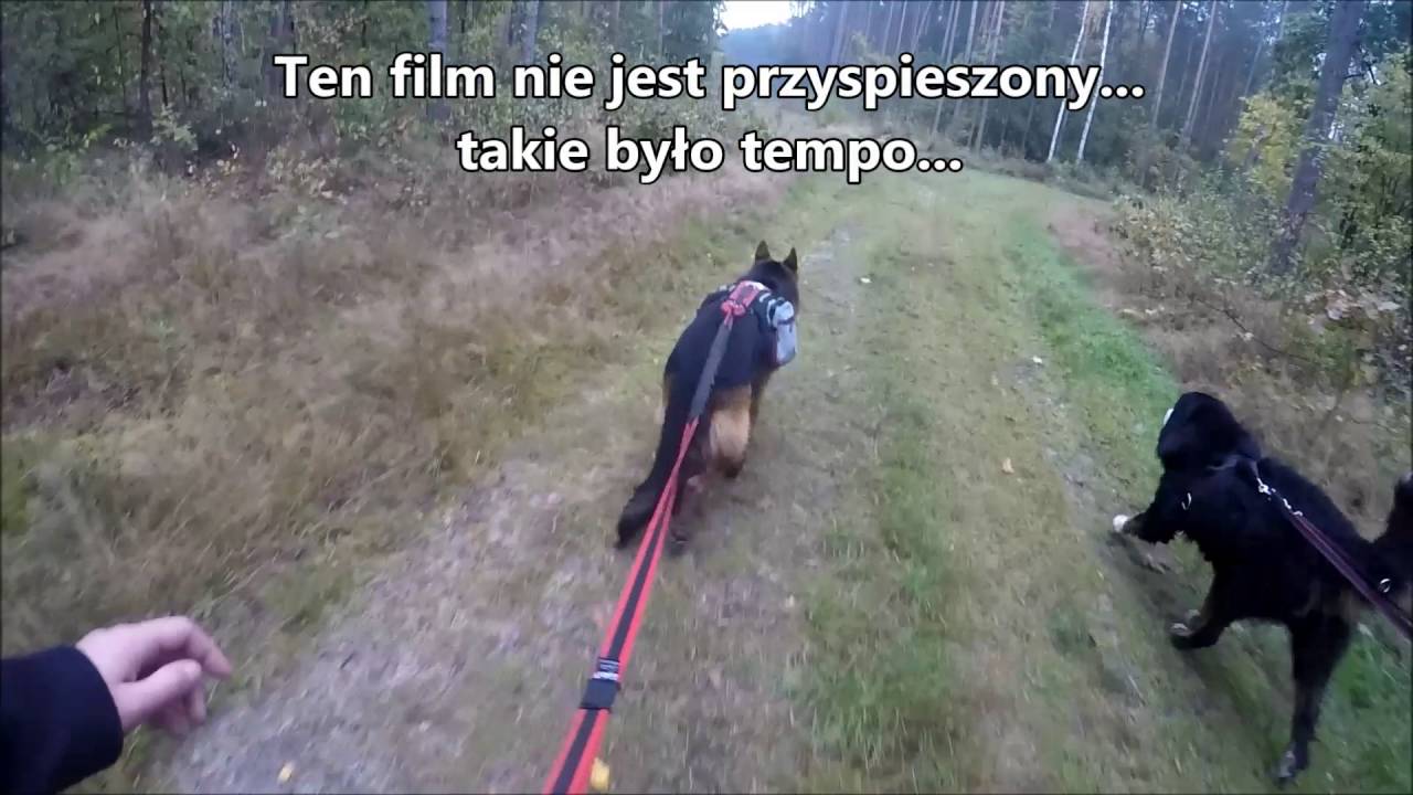 Dogtrekking
