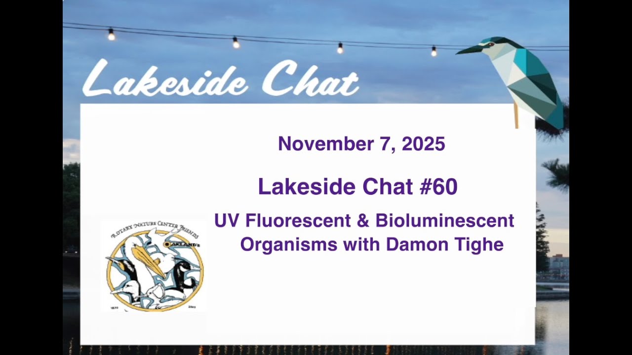 Lakeside Chat #60 - UV Fluorescent & Bioluminescent Organisms with Naturalist Damon Tighe