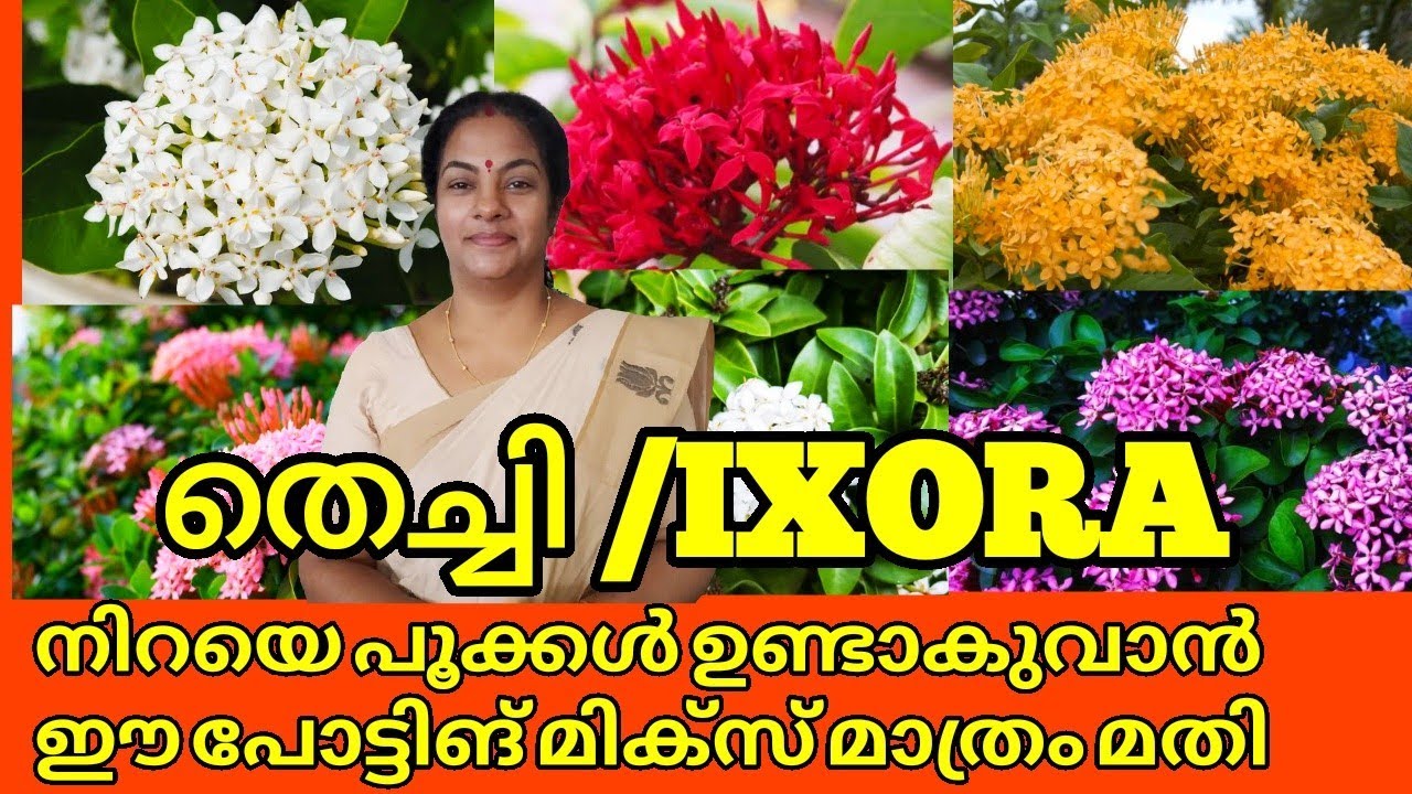 Thechi/Ixora💚🌿 plant care|Easiest way to grow Ixora plants|🔥Powerful Potting Mix Tips|Salu koshy