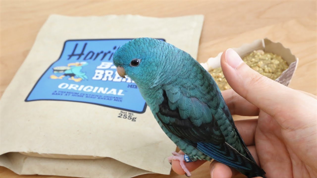 Bird Bread Making Kit Harrison