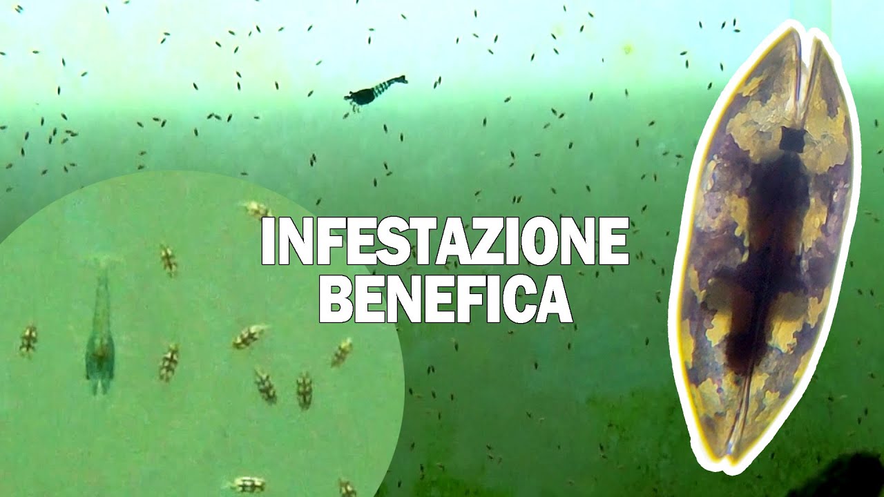 La più gradita INFESTAZIONE in ACQUARIO