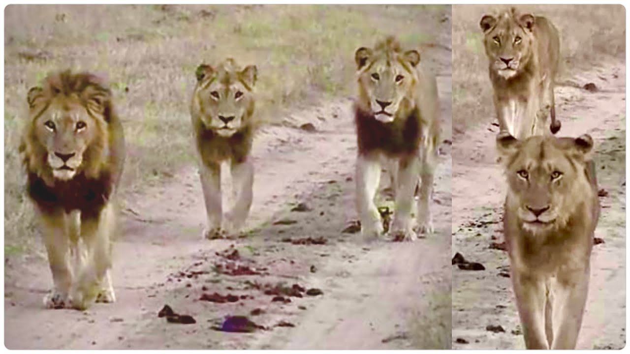 Mohawk & Sons! 👑🦁 Four Nkuhuma Males - June 24 2023