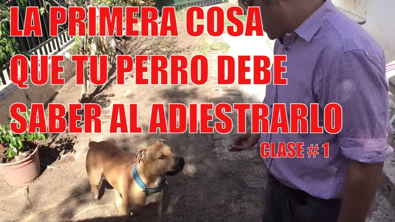CLASE DE ADIESTRAMIENTO 