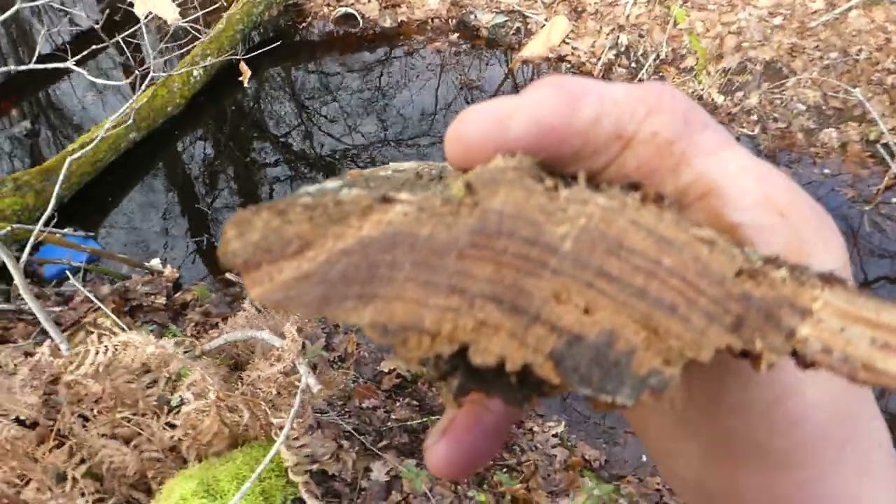 Trouver du bois gras ,#fatwood, pin maritime partie 2, sur troncs. #bushcraft #survie  #barbecue