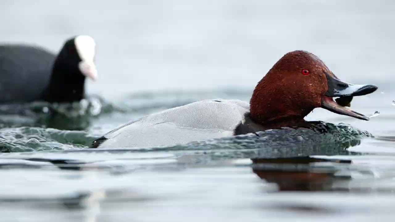 Oiseaux 2022
