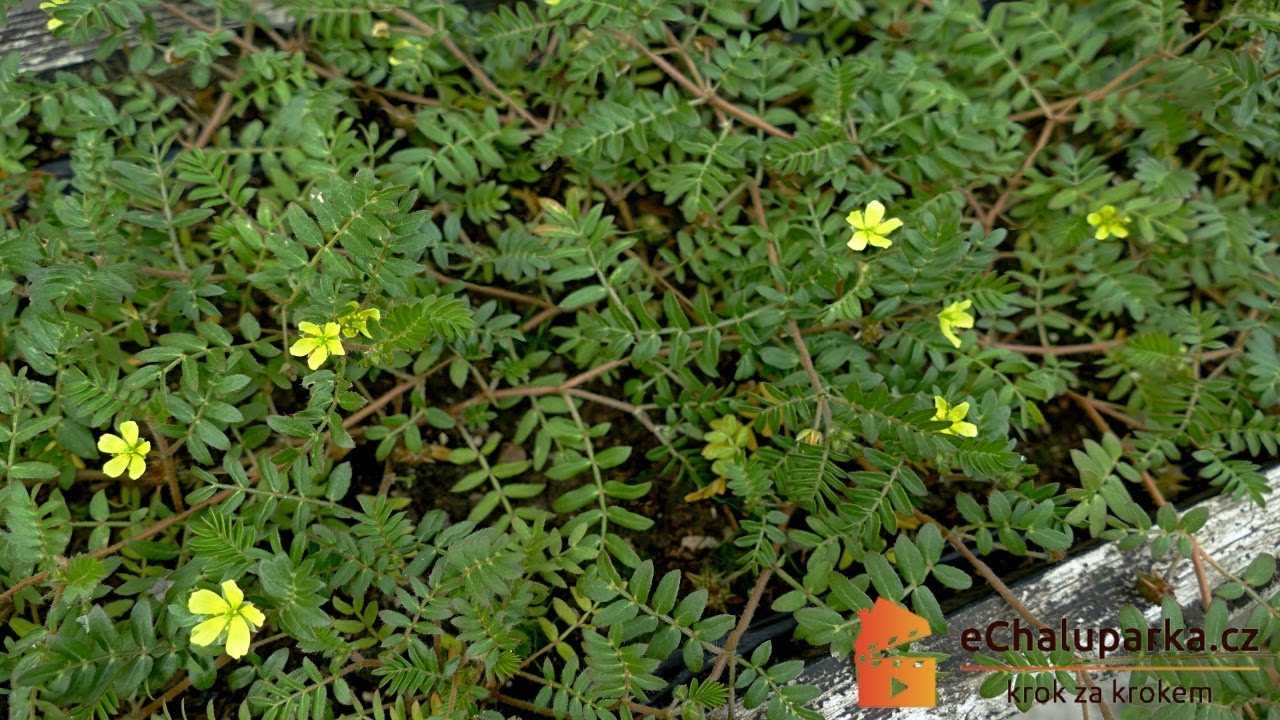 Jak pěstovat kotvičník zemní ze semen. Tribulus terrestris