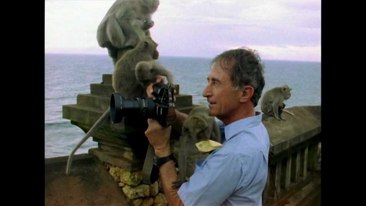 Primates-the Prosimians and Monkeys