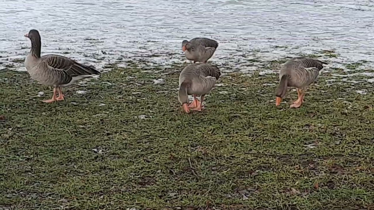 16. Januar 2026. Die Gänse im Winter.  ❄️🪶❄️ The Geese in the Winter.