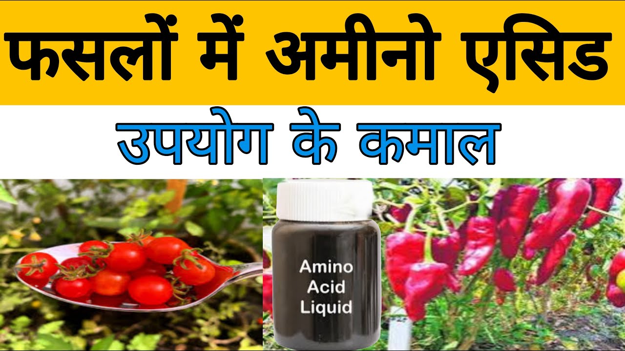 फसलों में amino acid उपयोग का विज्ञान | benefits of amino acid in crop |