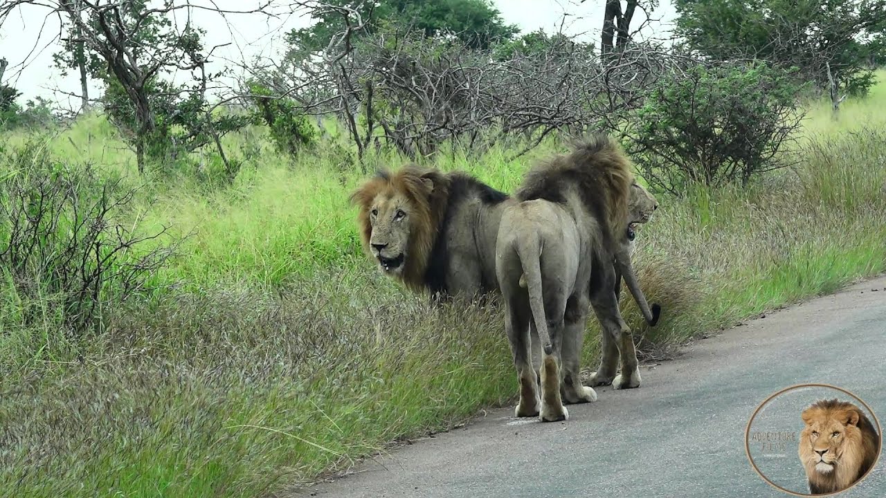 The Biggest Male Lions In Kruger Park - The Leeubron Males—Way Off Territory!