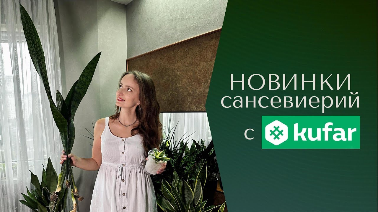 Новинки сансевиерий с Куфара: АУБРУТИАНА ДРАГОН и ХАННИ