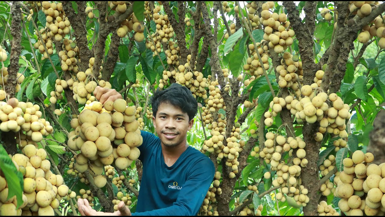 langsat fruit delicious I like to eat