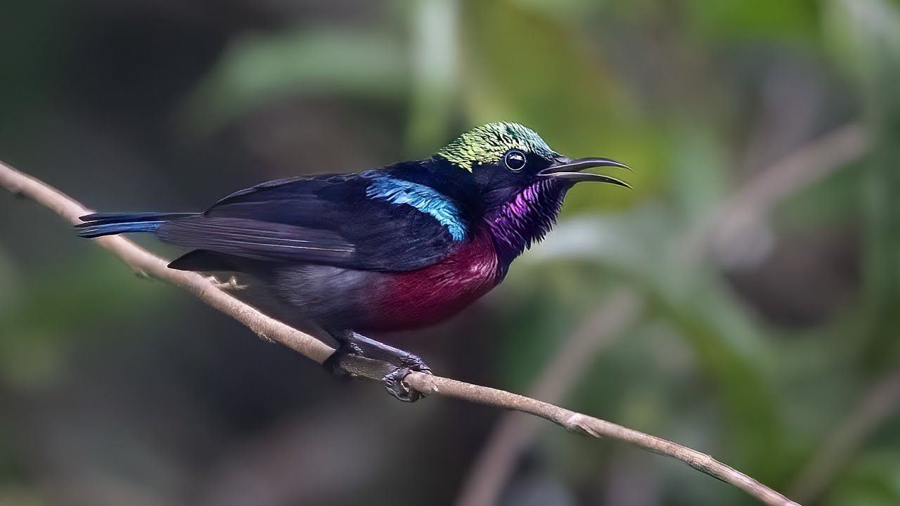 Dosdewa Forest-Karimganj-Aasam birds