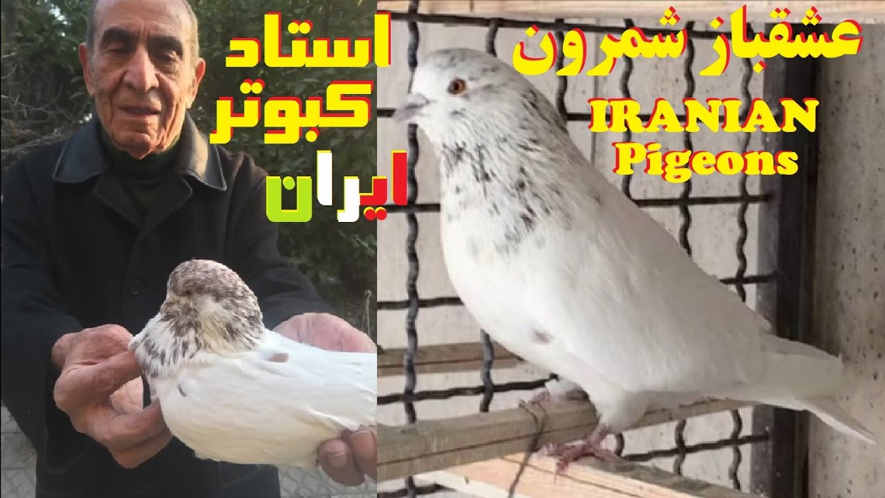 مصاحبه کامل آقای مجتبی گل‌فروش از نسل‌سازان کبوتر ایران و تهران #کبوتر #کفتر #کبوتر_بلندپرواز Pigeon