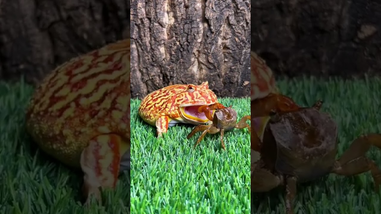 Frog vs scorpion 🦂| Frog try to eat scorpion 🦂 