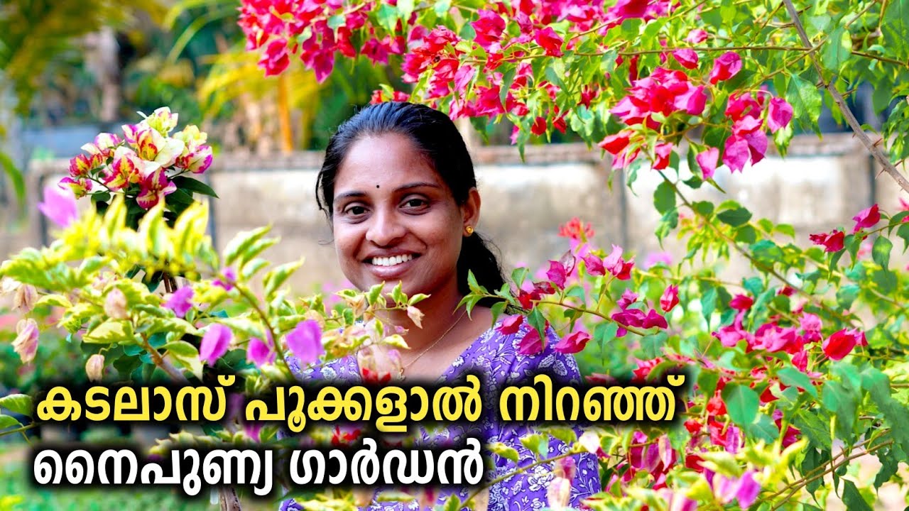 കടലാസ് പൂക്കളാൽ നിറഞ്ഞ് നൈപുണ്യ ഗാർഡൻ | Naipunya Garden | Bougainvillae Plant Care Tips