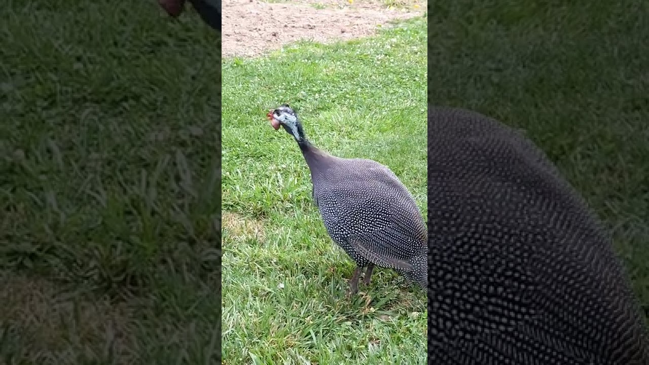 Guinea sounds