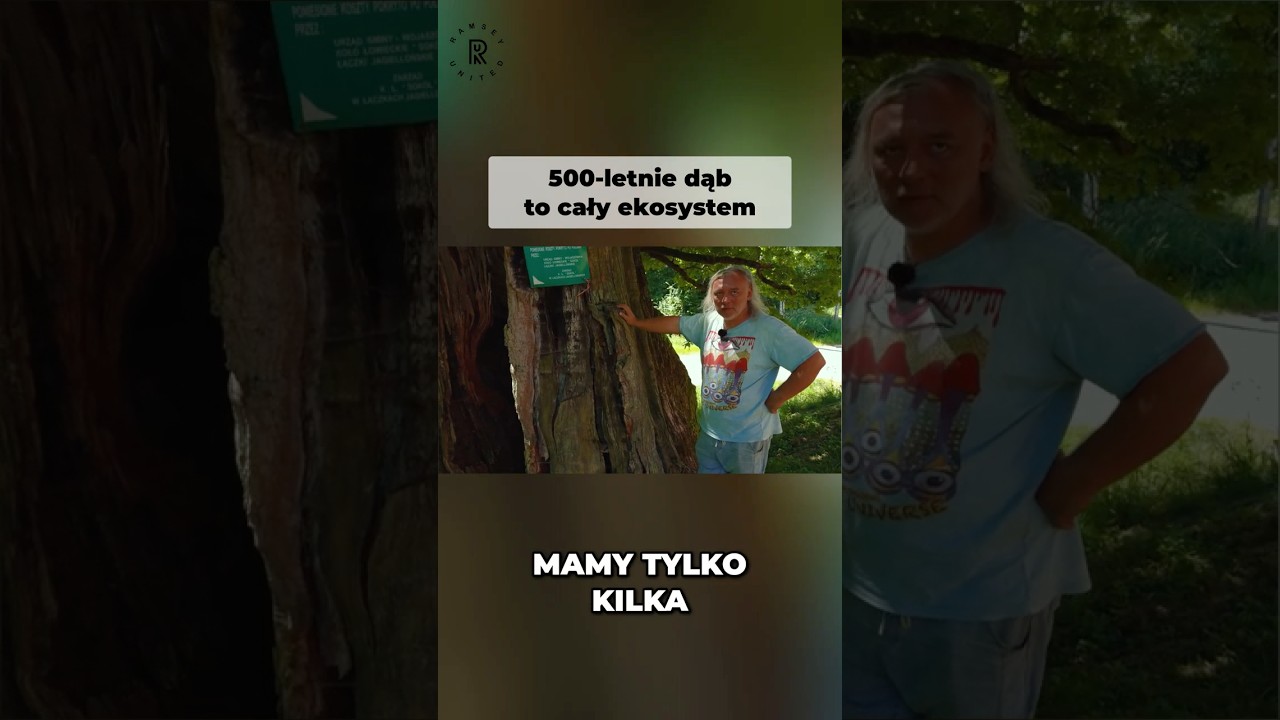 👨&zwj;🌾🌳🇵🇱500-letnie dąb to cały ekosystem #drzewo #ekologia #natura #przyroda