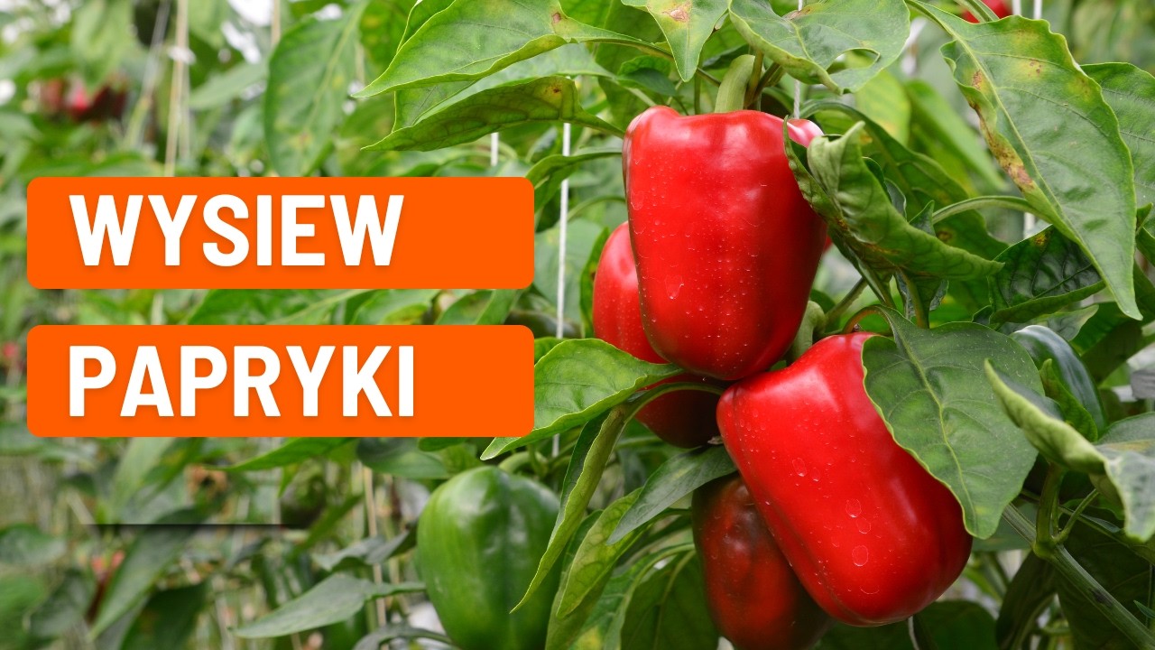 Jak siać paprykę z nasion? Wysiew papryki krok po kroku