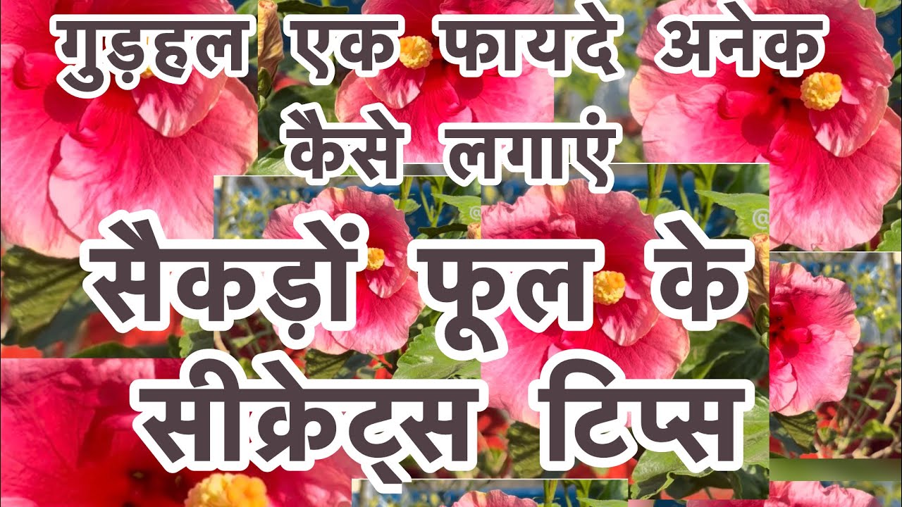गुड़हल लगाने का आसान तरीक़ा ,उसमें होने वाले रोग ,सीक्रेट टिप्स @ plantislife