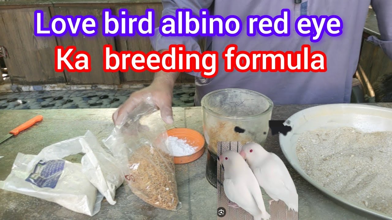love bird albino red eye ka breeding formula