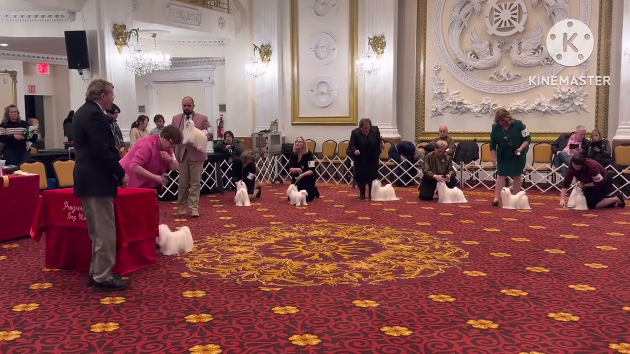 Progressive Toy Dog Show - Maltese Ring 2026