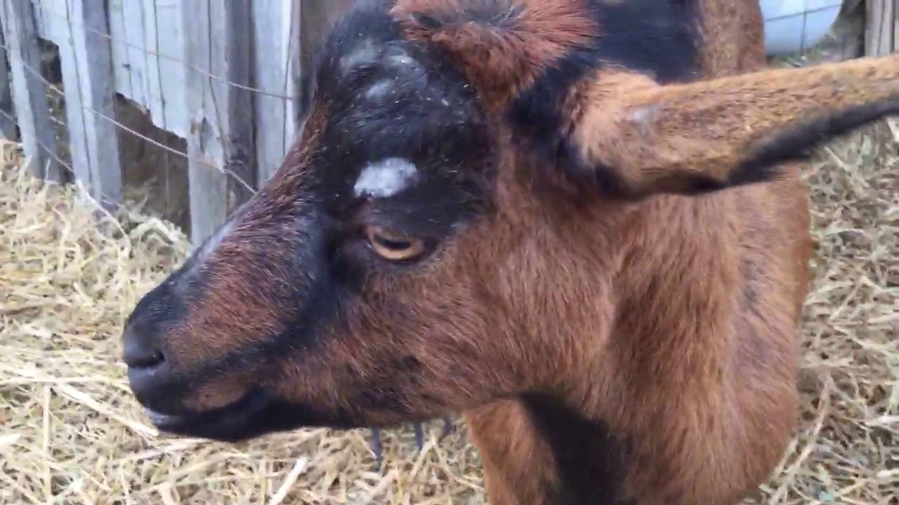 Mini Oberhasli and Savanna Mix Baby Goat
