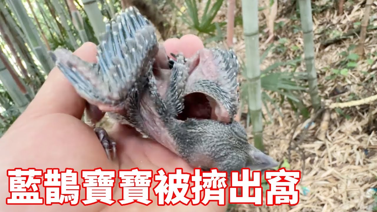 藍鵲寶寶被杜鵑擠出窩，摔在地上奄奄一息，小夥救回家餵食養大【蒙面鳥哥】