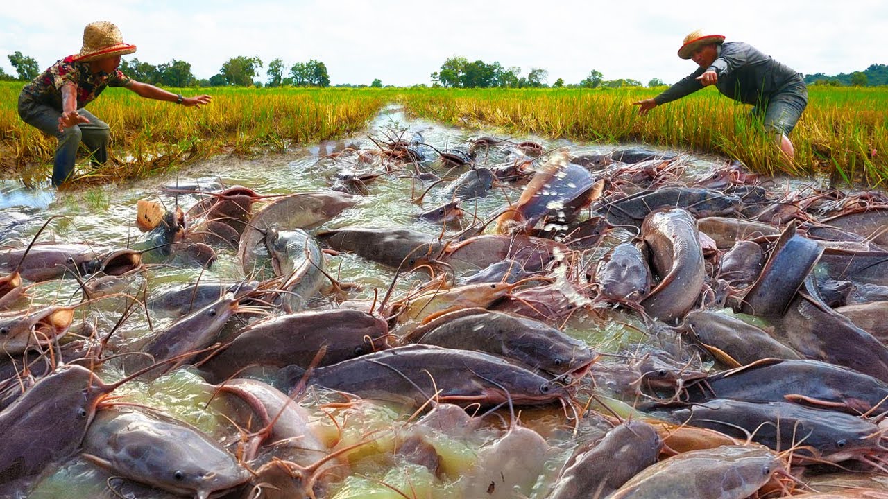 I caught catfish living in abandoned field!