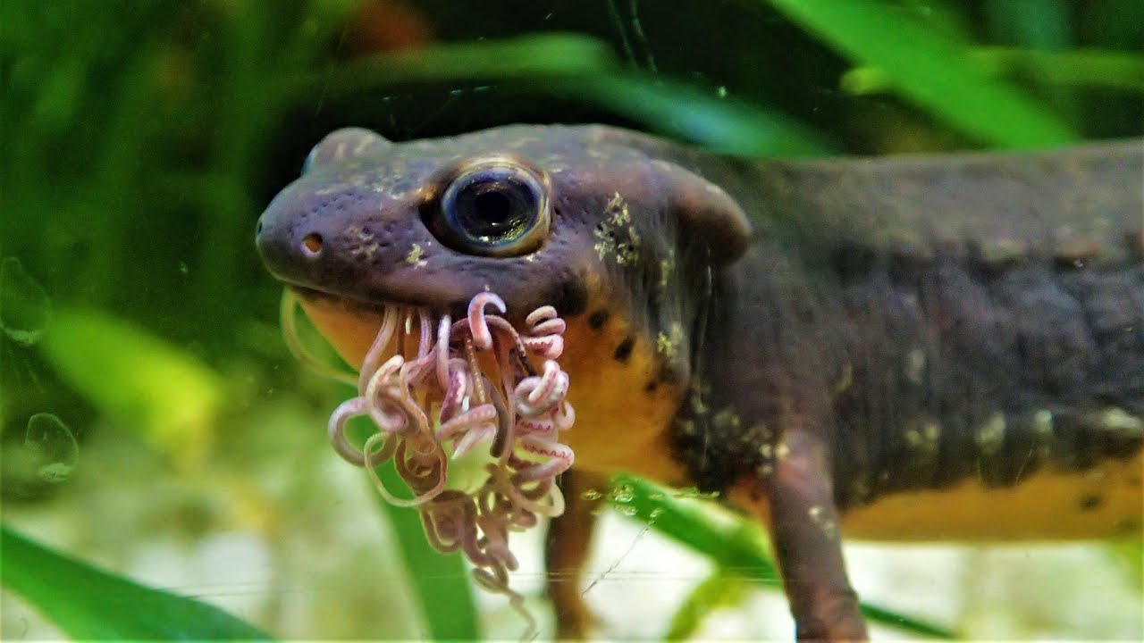 Japanese Sword-Tail Newts Feeding (Cynops e. ensicauda)